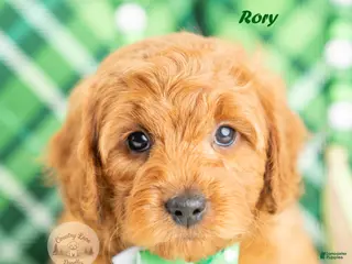 Cavapoo dogs for sale: Rory - Ad 3