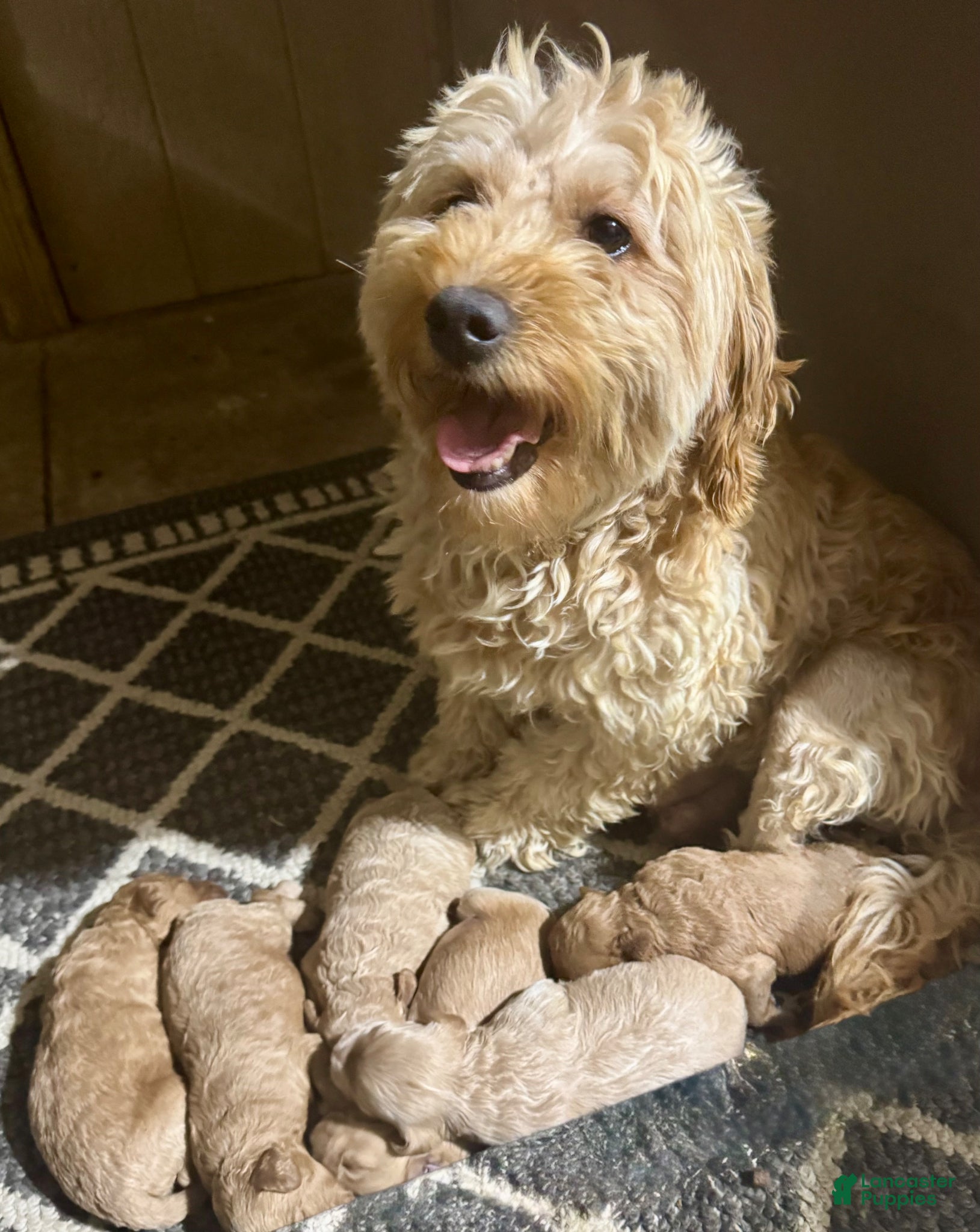 Mini Goldendoodle dogs Sammie - Ad 2