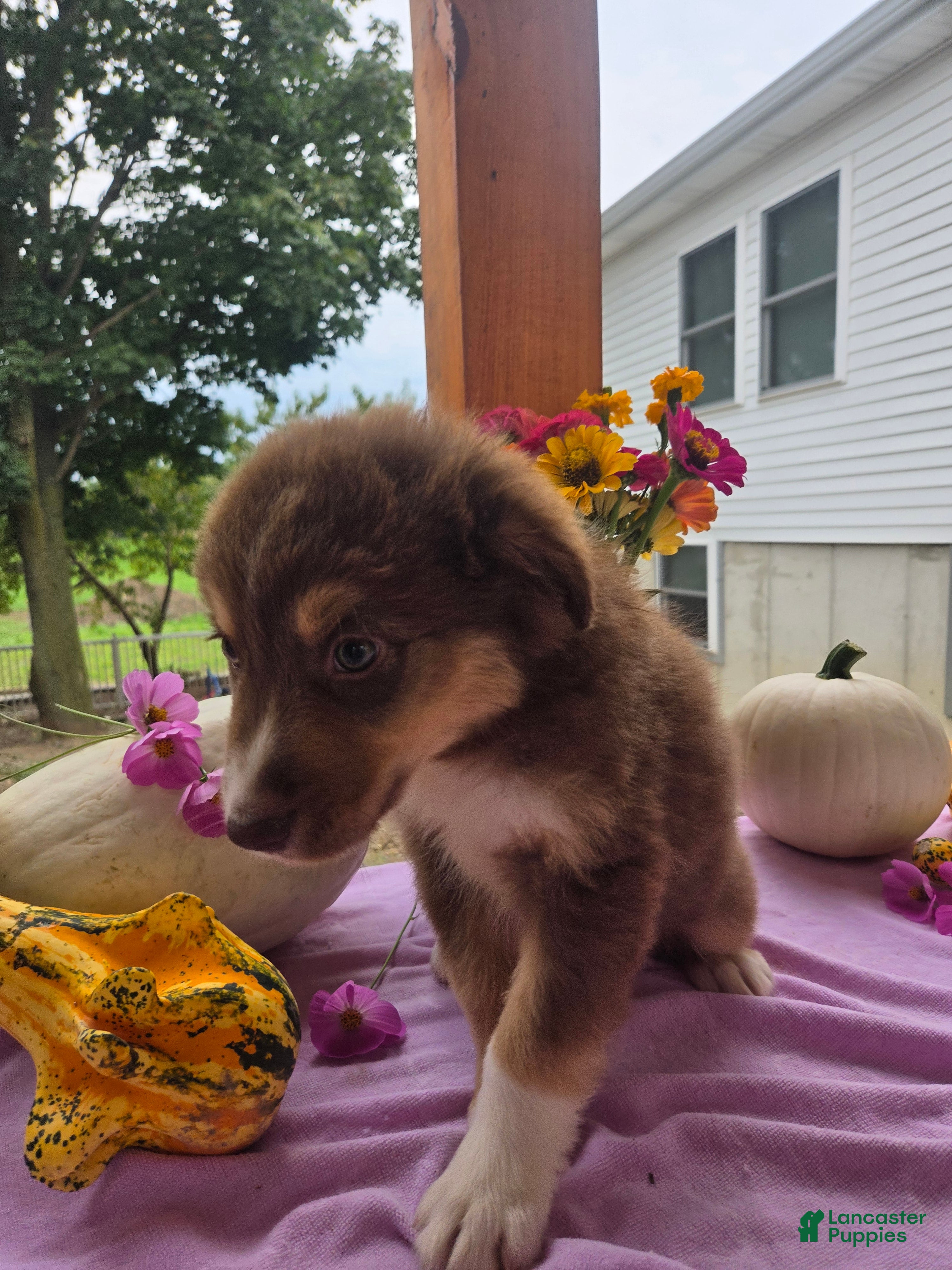 Australian Shepherd dogs Caramel - Ad 2