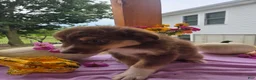 Australian Shepherd dogs for sale: Caramel - Ad 2