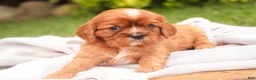 Cavalier King Charles Spaniel dogs for sale: Florie Cavalier King Charles Spaniel  - Ad 5