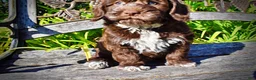 Havapoo dogs for sale: Coco - Ad 5