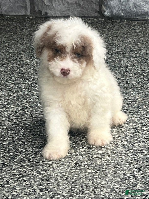 Aussiedoodle dogs Biscuit Mini Aussiedoodle  - Ad 2