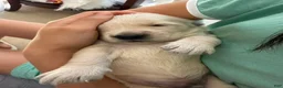 Golden Retriever dogs for sale: Golden Retriever 3 - Ad 2