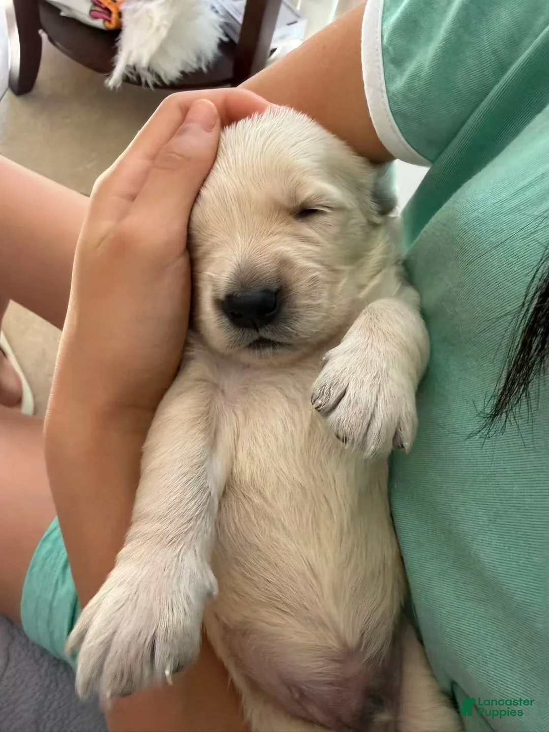 Golden Retriever dogs for sale: Golden Retriever 3 - Ad 2