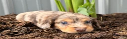 Dachshund dogs for sale: Ginger  - Ad 3