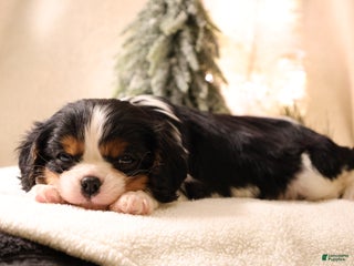 Cavalier King Charles Spaniel dogs Casper - Ad 41