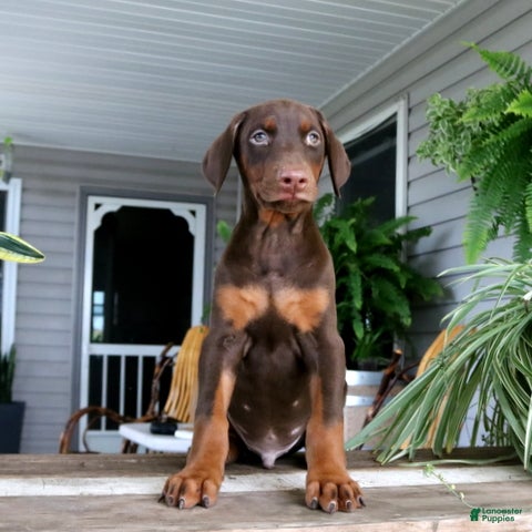 Doberman Pinscher dogs Winston - Ad 1
