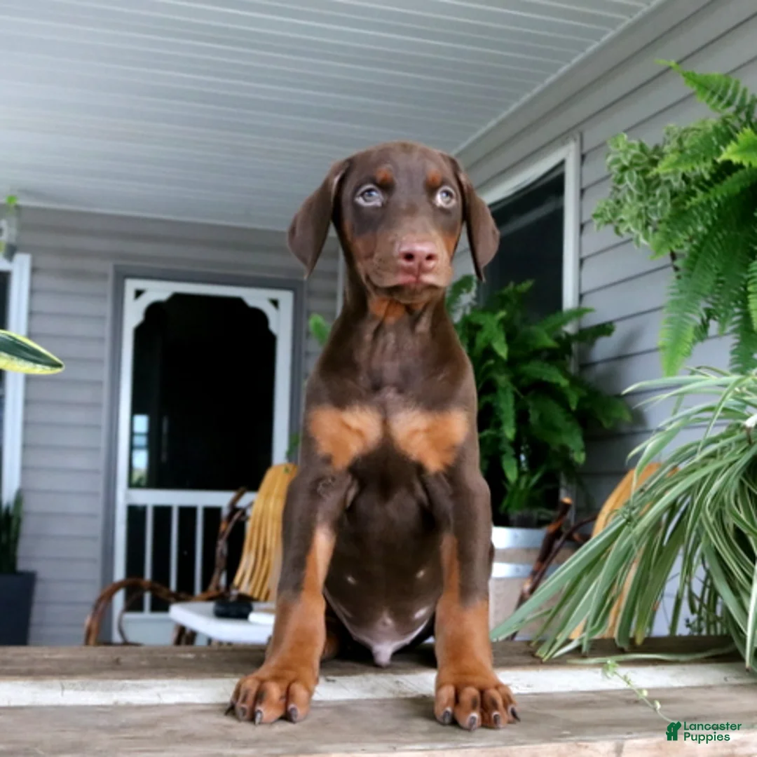 Doberman Pinscher dogs for sale: Winston - Ad 1