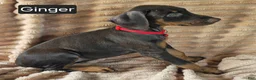 Doberman Pinscher dogs for sale: Ginger  - Ad 4