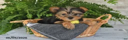 Yorkshire Terrier dogs for sale: Benny - Ad 5