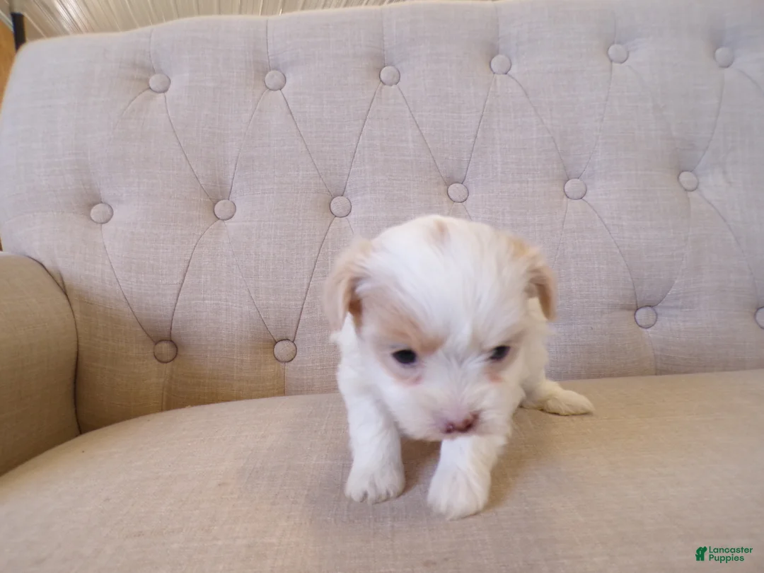 Shihpoo dogs for sale: Poppy - Ad 1