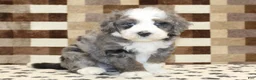 Mini Bernedoodle dogs for sale: Dawn - Ad 10