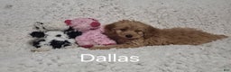 Cockapoo dogs for sale: Dallas - Ad 1