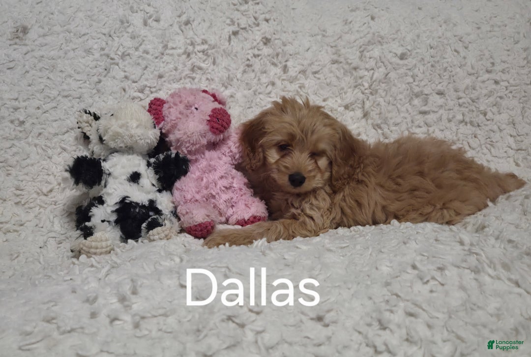 Cockapoo dogs for sale: Dallas - Ad 1
