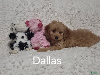 Cockapoo dogs Dallas - Ad 26