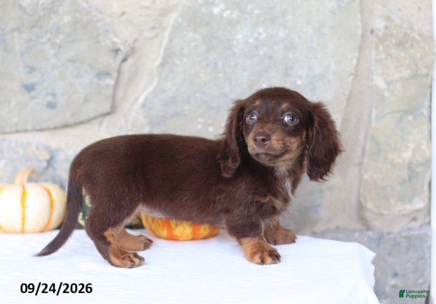 Miniature Dachshund dogs Tessa - Ad 2