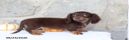 Miniature Dachshund dogs for sale: Tessa - Ad 2