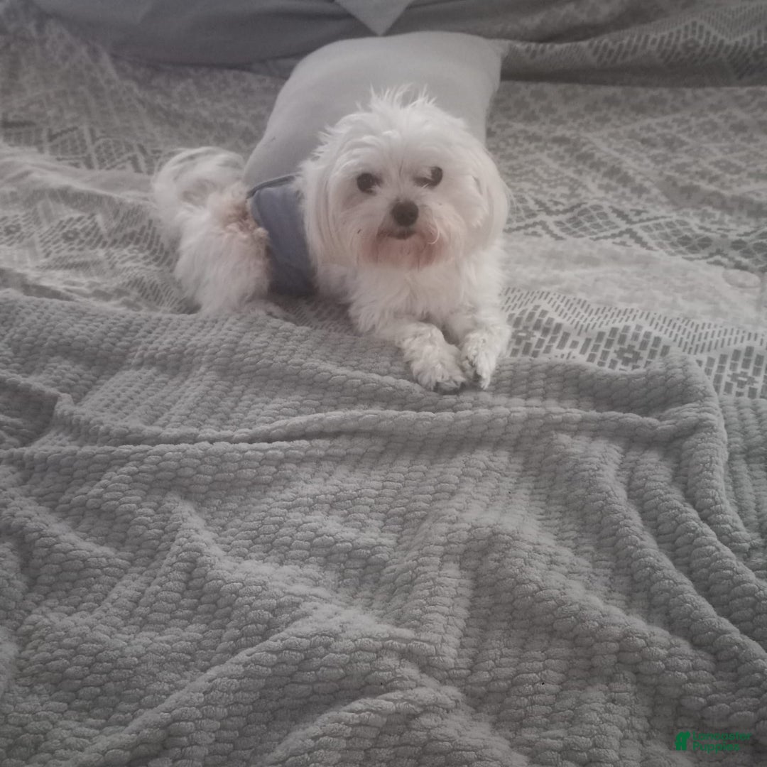 Morkie dogs for sale: Armani - Ad 3