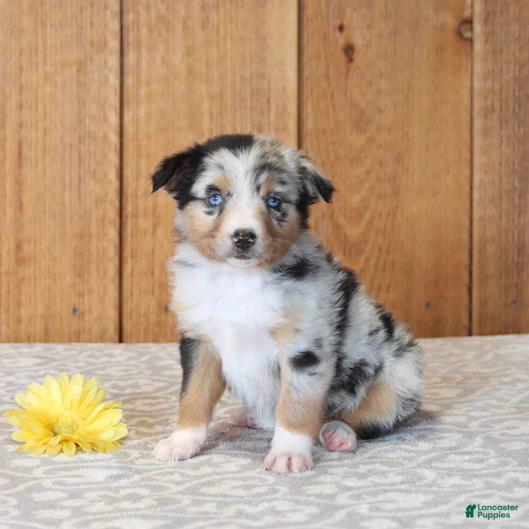 Miniature Australian Shepherd dogs for sale: Daisy - Ad 3
