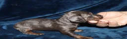 Miniature Dachshund dogs for sale: Kanika - Ad 3