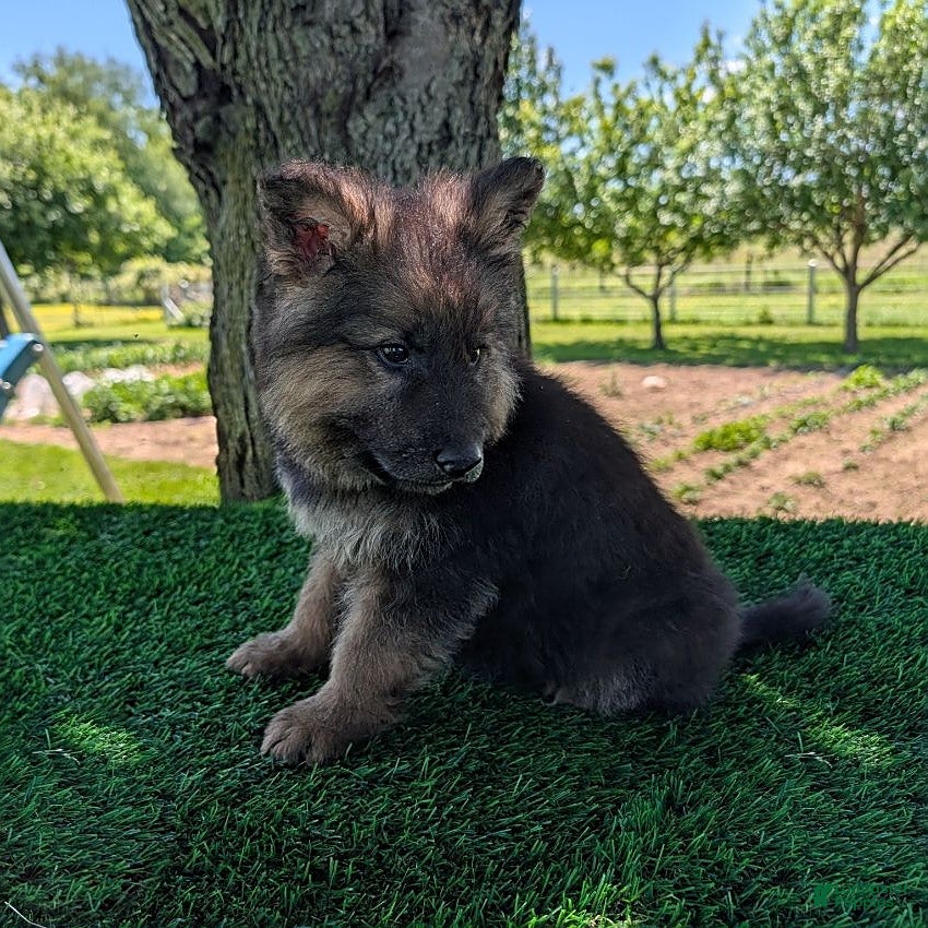 German Shepherd dogs Barbie - Ad 2