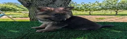 German Shepherd dogs for sale: Barbie - Ad 2