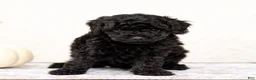 Mini Goldendoodle dogs for sale: Arjun - Ad 3