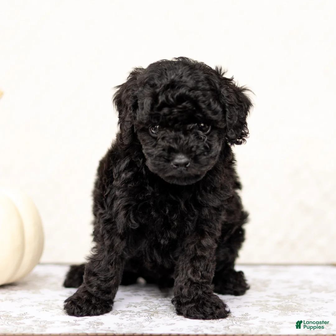 Mini Goldendoodle dogs for sale: Arjun - Ad 3