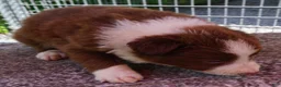 Border Collie dogs for sale: CHIP - Ad 9