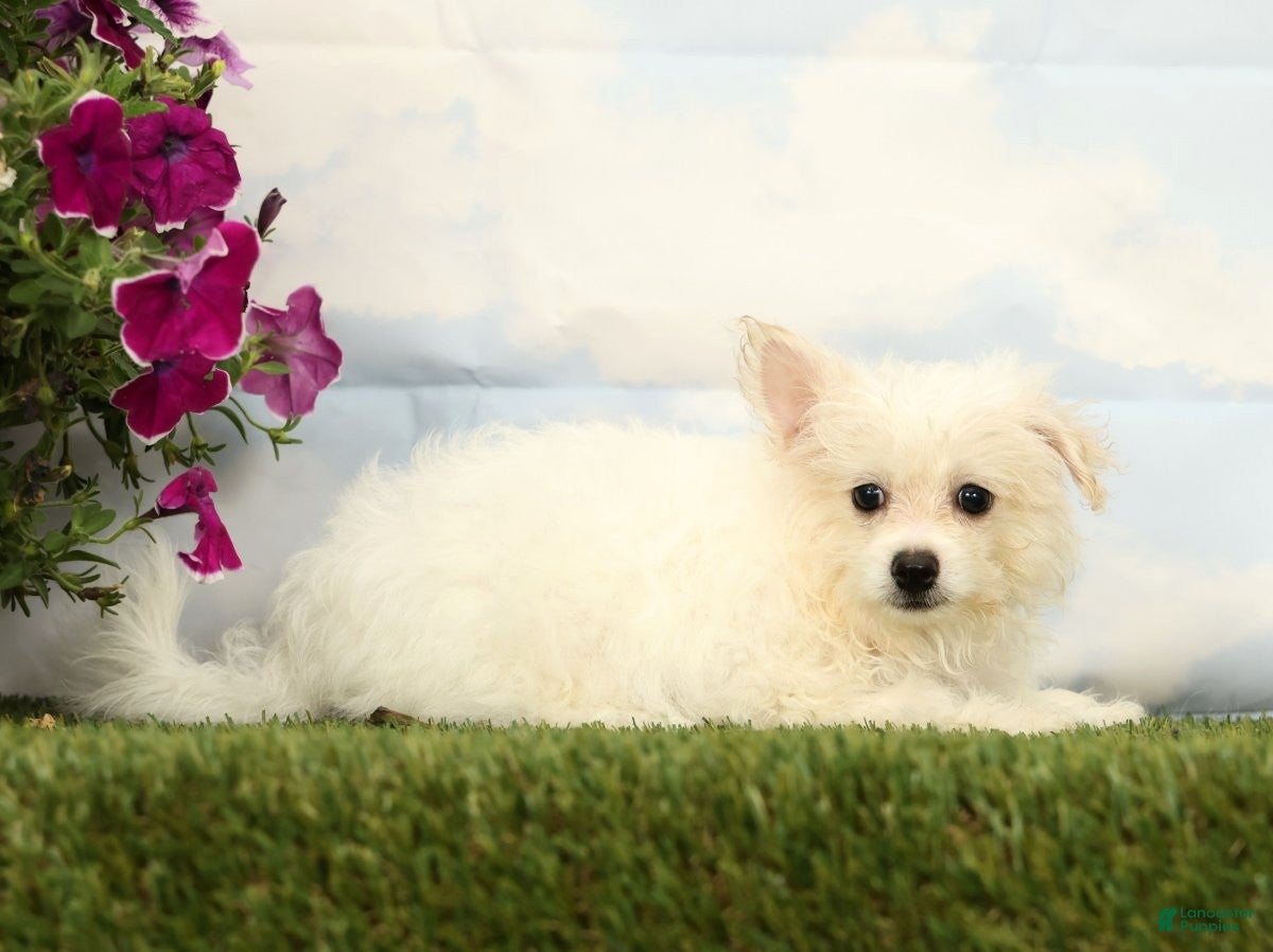 Mixed Breed dogs Mickey - Ad 2