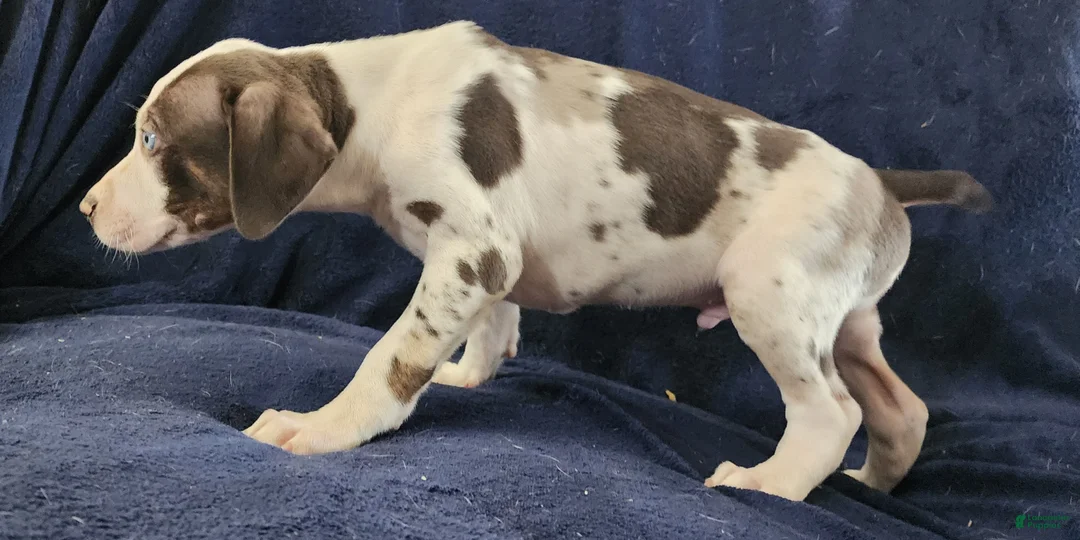 Catahoula Leopard Dog dogs for sale: Gabby F2025 M3 Catahoula puppy - Ad 22
