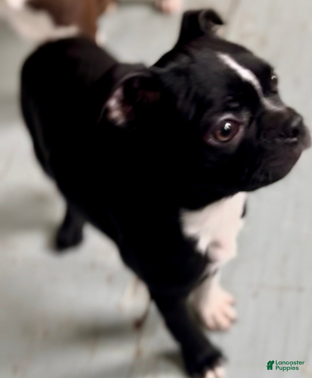Boston Terrier dogs for sale: Baxter - Ad 2