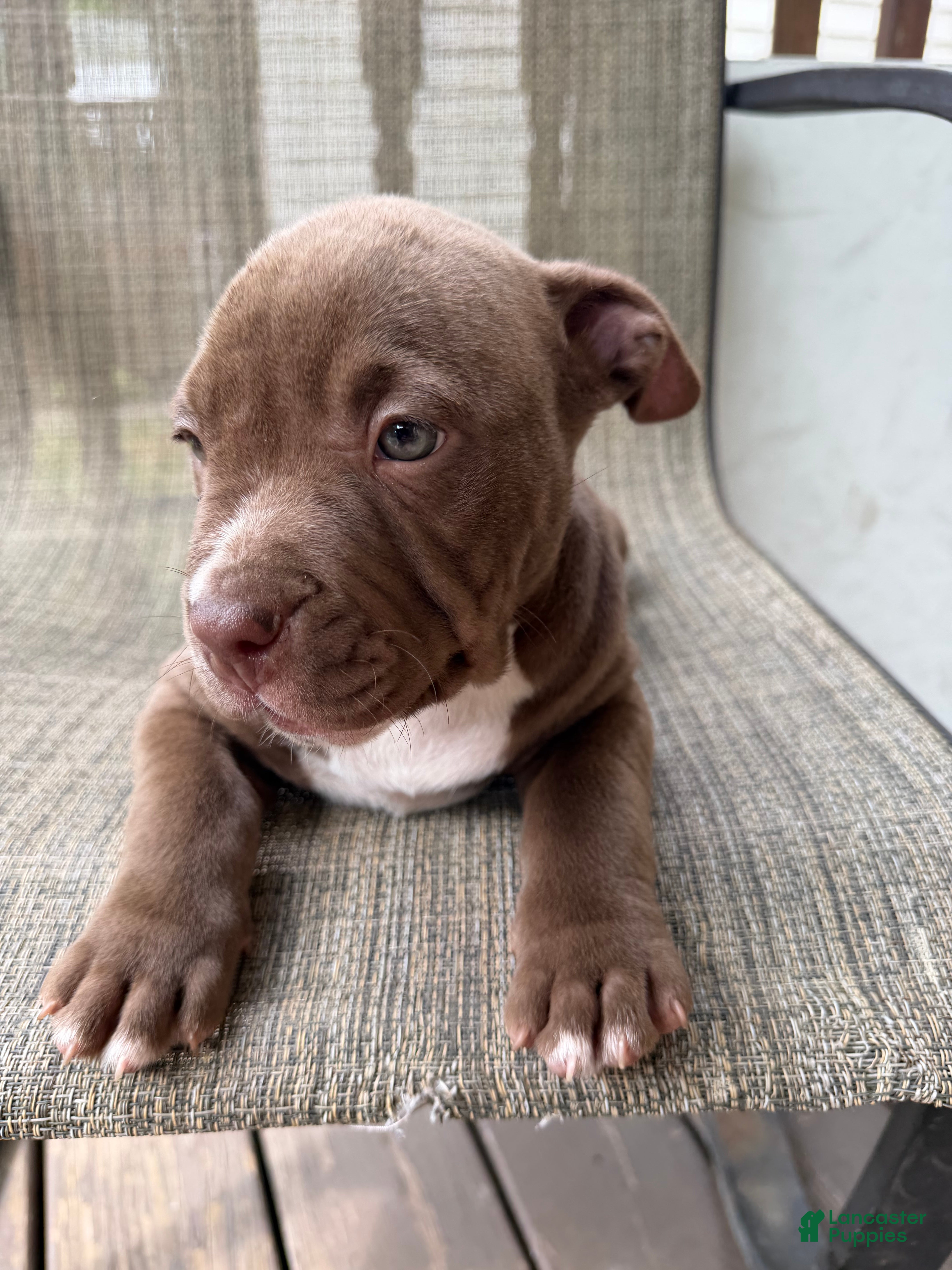 American Bully dogs Floki - Ad 2