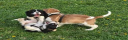 Mixed Breed dogs for sale: Billy-Bob - Ad 5