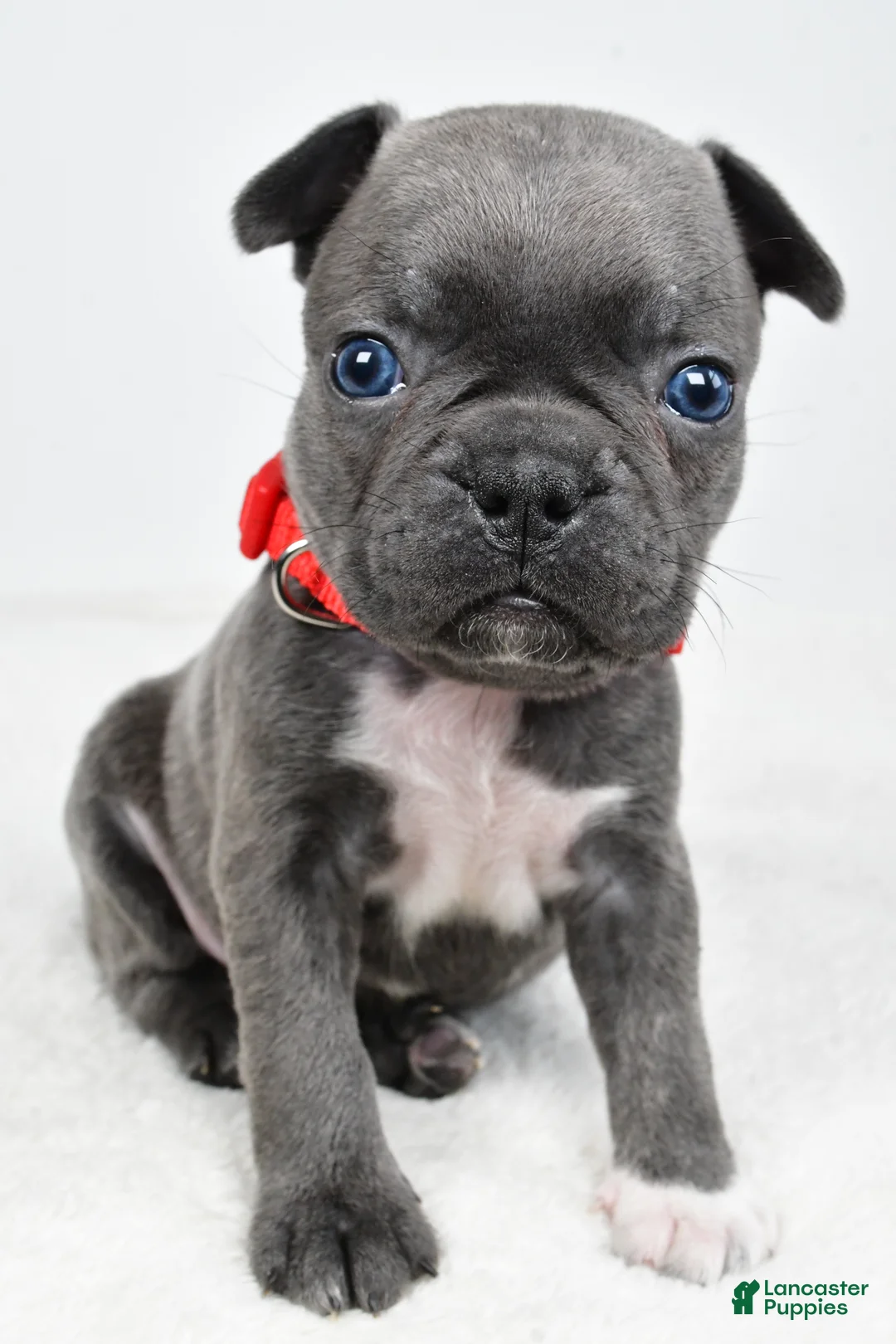 Mixed Breed dogs for sale: Luke - Ad 2