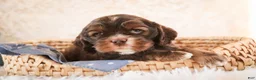 Cocker Spaniel dogs for sale: Cocoa - Ad 8