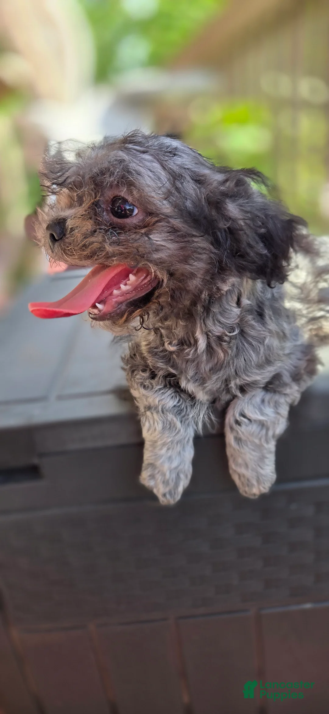 Mixed Breed dogs for sale: Midnight - Ad 2