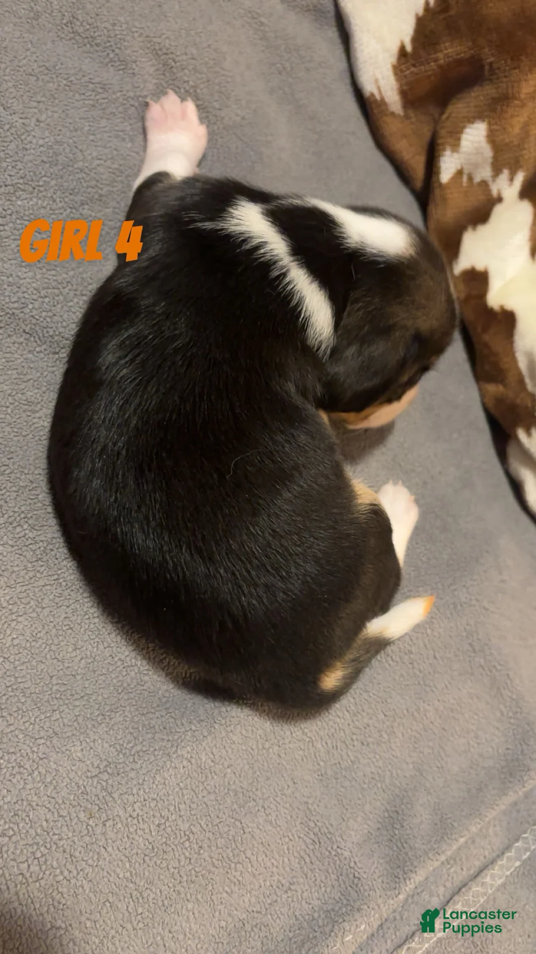 Beagle dogs for sale: Beagle 6 - Ad 2