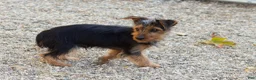 Yorkshire Terrier dogs for sale: Ollie - Ad 5