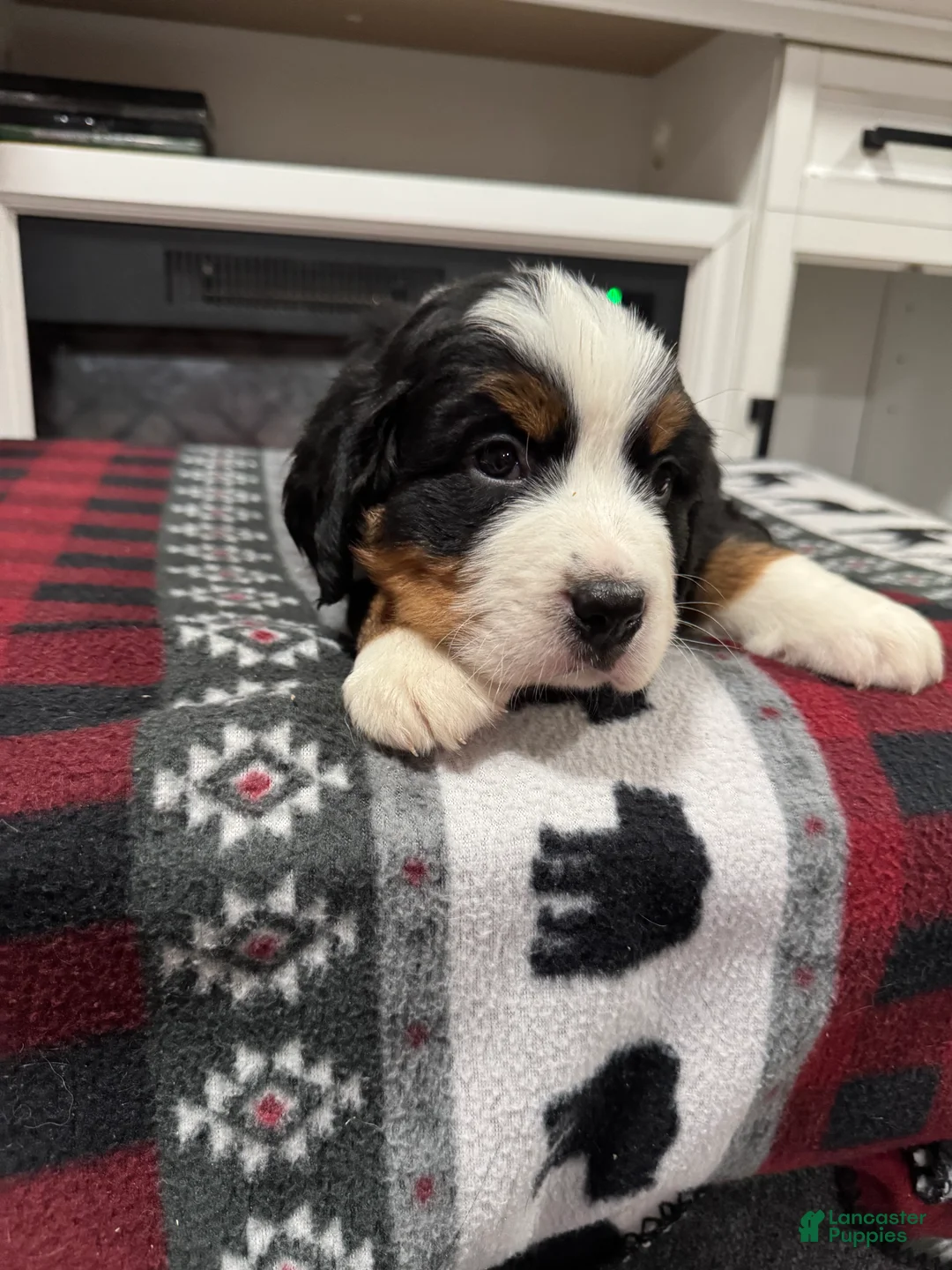 Bernese Mountain Dog dogs for sale: Chance - Ad 2