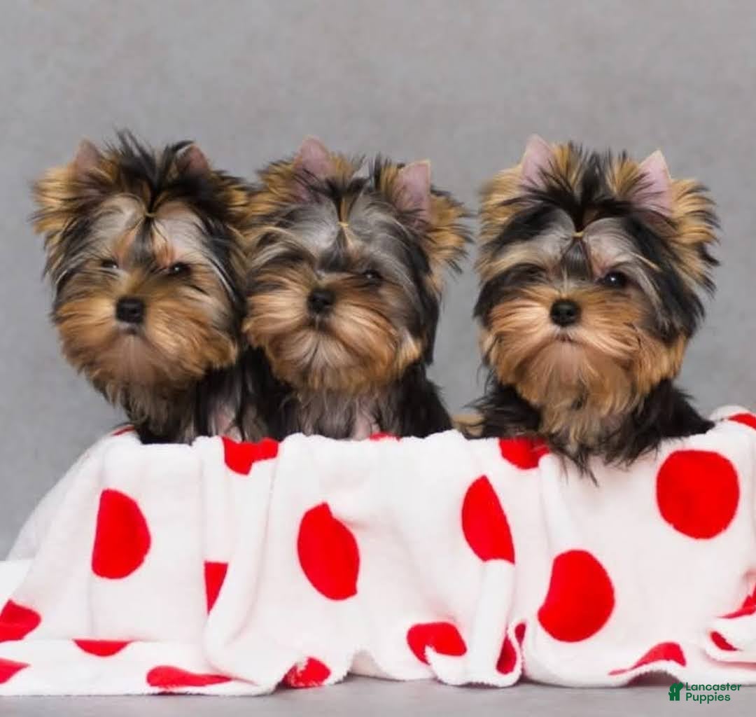 Yorkshire Terrier dogs Yorkshire Terrier 2 - Ad 2