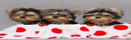Yorkshire Terrier dogs for sale: Yorkshire Terrier 2 - Ad 2