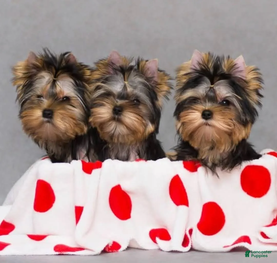 Yorkshire Terrier dogs for sale: Yorkshire Terrier 2 - Ad 2