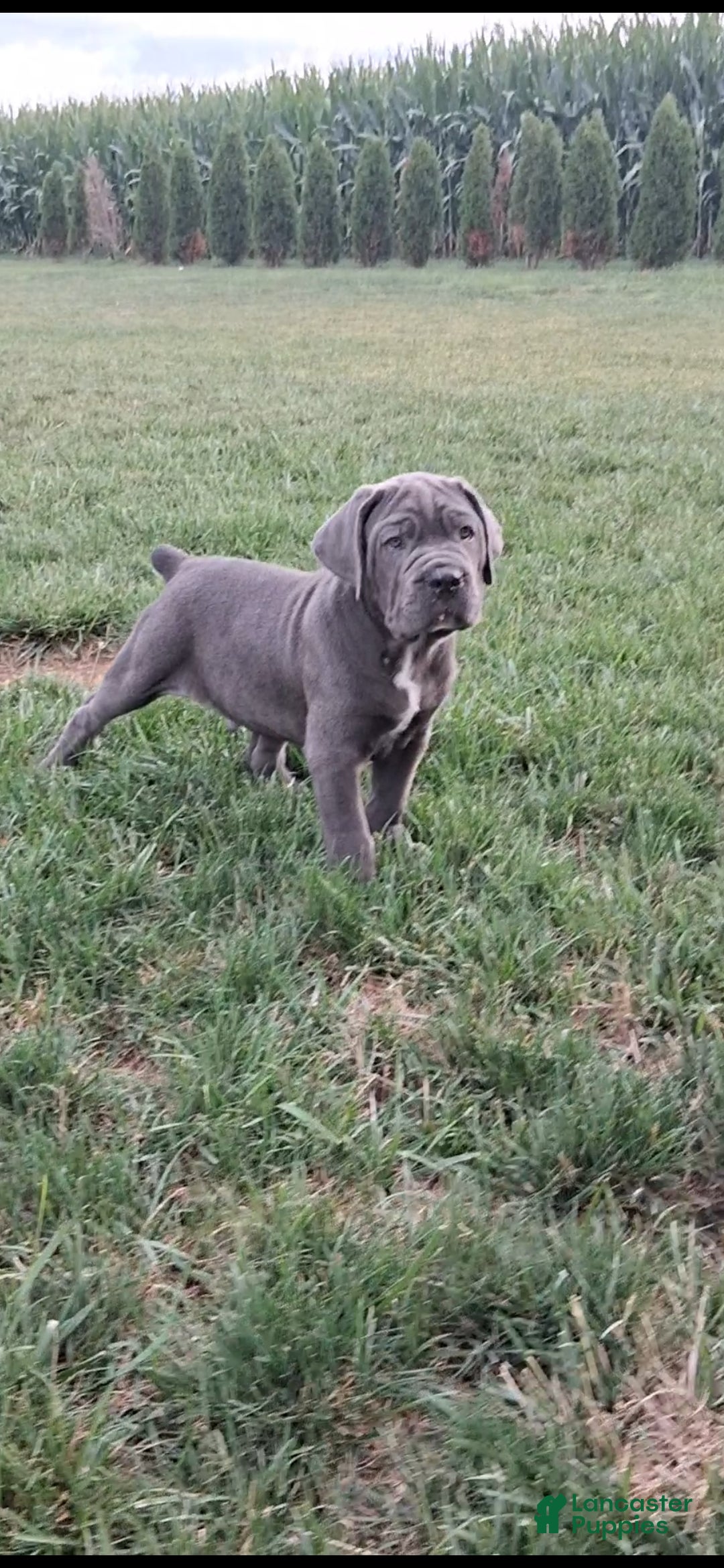 Cane Corso dogs Charlie  - Ad 2