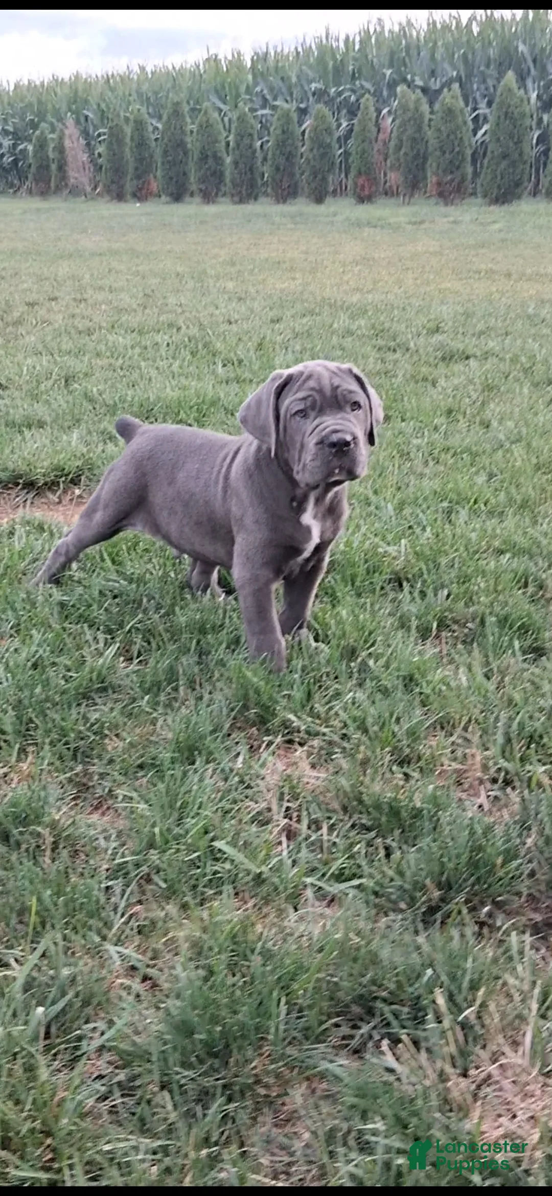 Cane Corso dogs for sale: Charlie  - Ad 2