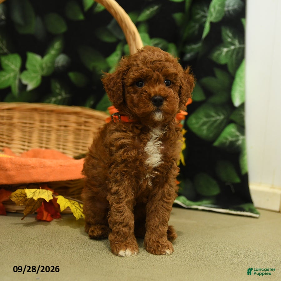 Ginger