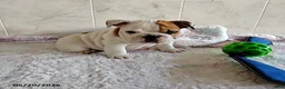 English Bulldog dogs for sale: Rory - Ad 2