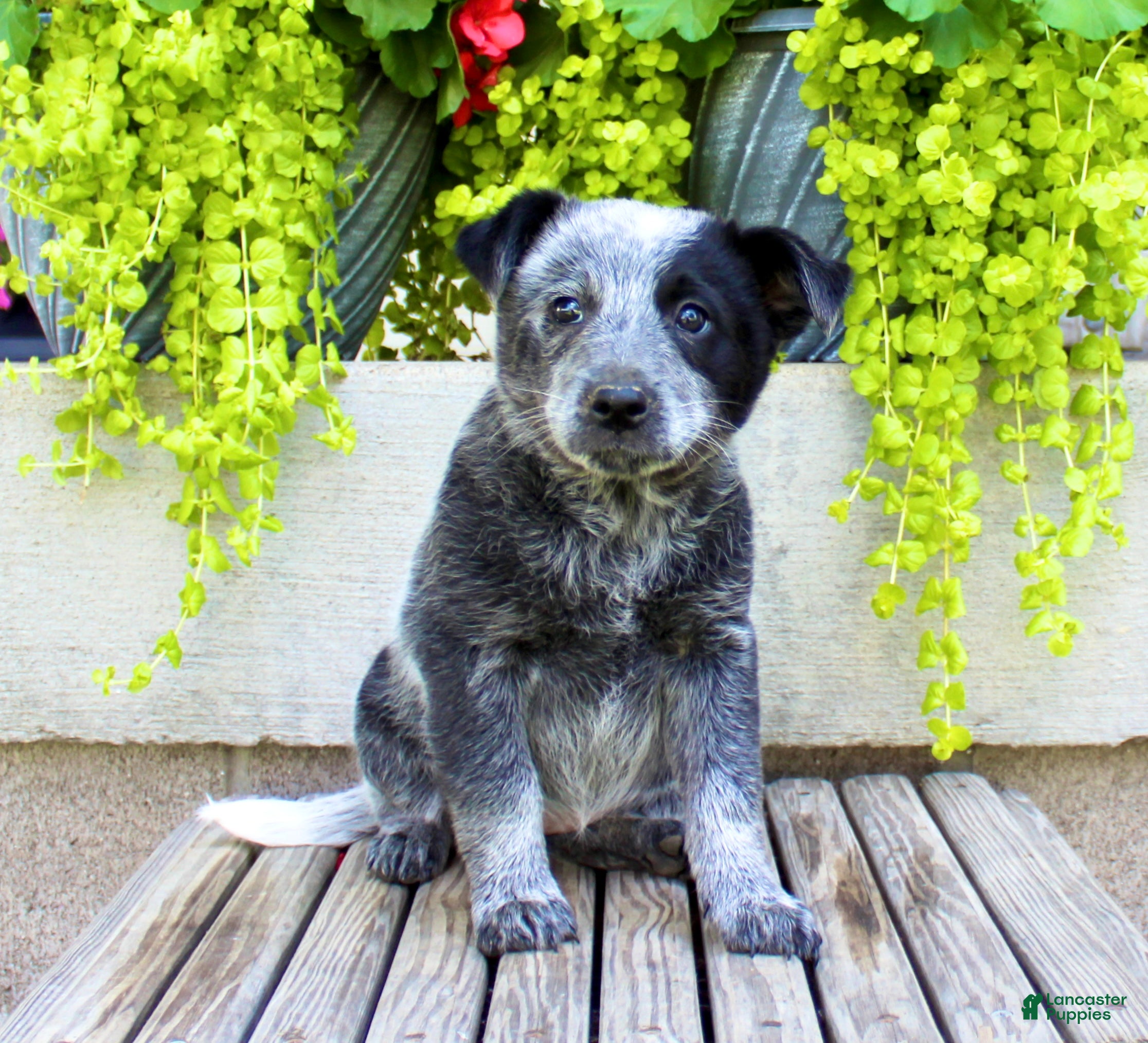 Australian Cattle Dog dogs Sadie - Ad 1