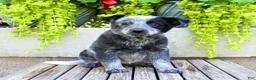 Australian Cattle Dog dogs for sale: Sadie - Ad 1